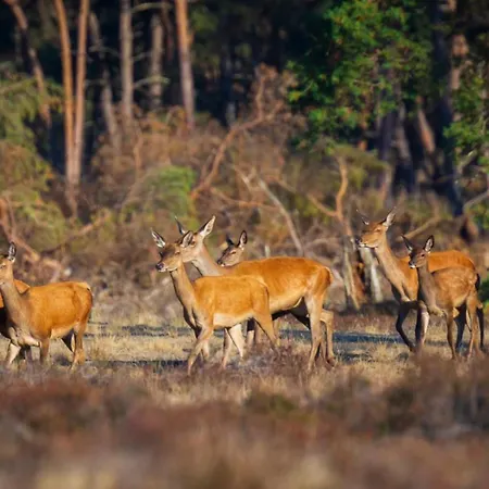 Luxe 8-persoons Veluwe Wellness Met Prive Jacuzzi & Sauna - Gemeenschappelijk Zwembad - アパート *