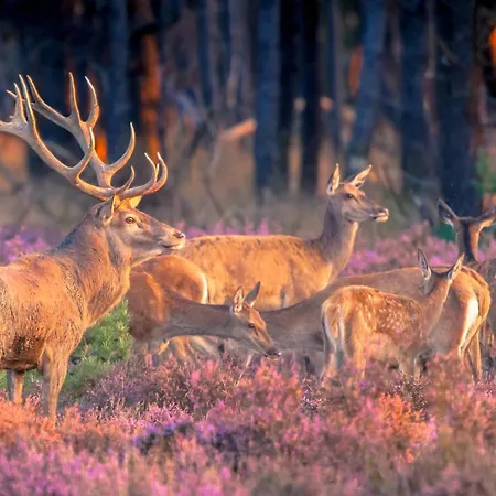 Luxury 8-person Wellness - Private Jacuzzi & Sauna - Airco - Fenced Garden - Veluwe شقة فورتهاوزن