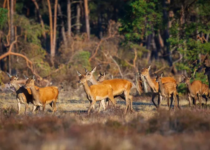 Luxe 8-persoons Veluwe Wellness Met Prive Jacuzzi & Sauna - Gemeenschappelijk Zwembad - アパート *